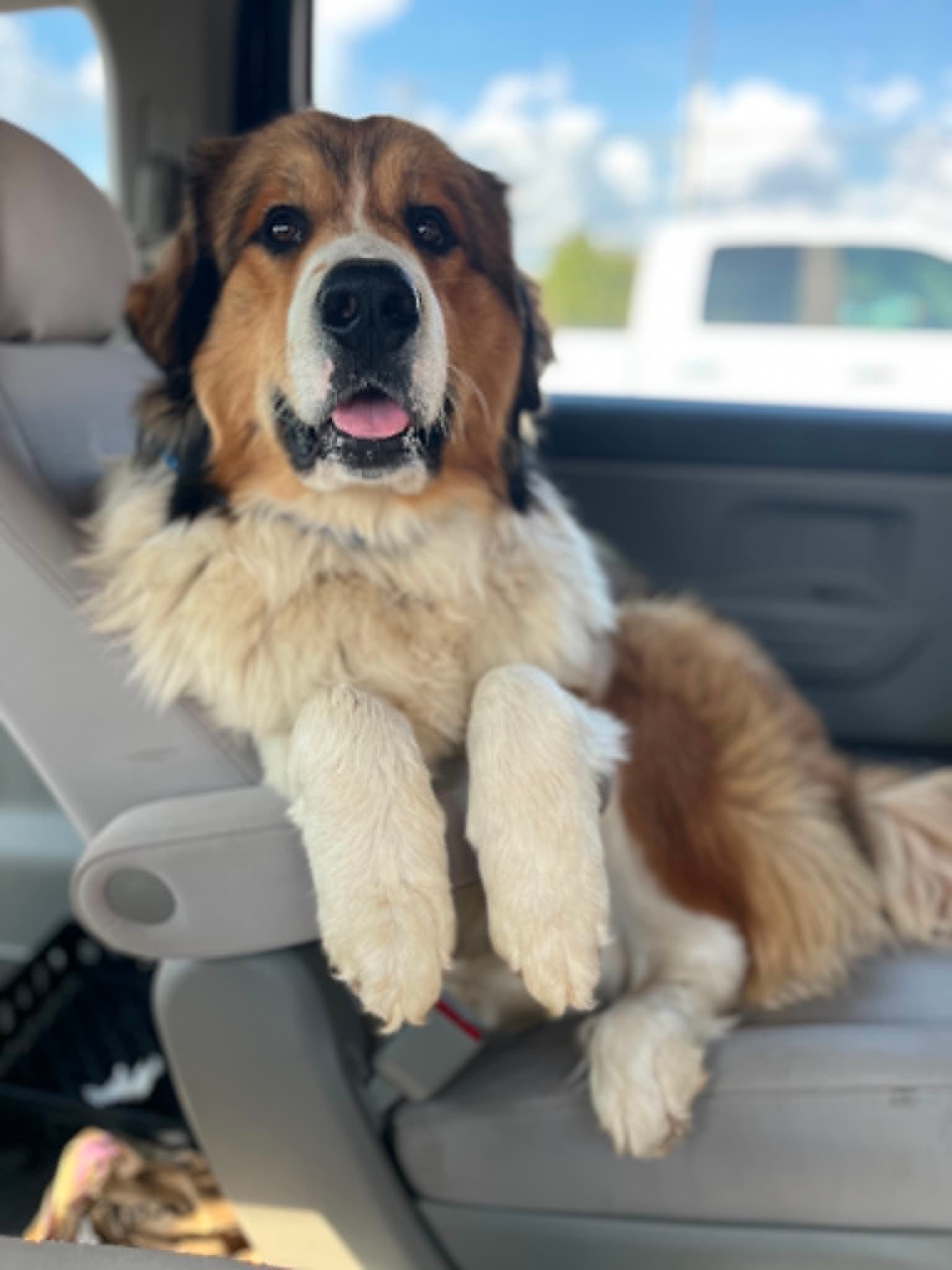 Koda — Great Bernese