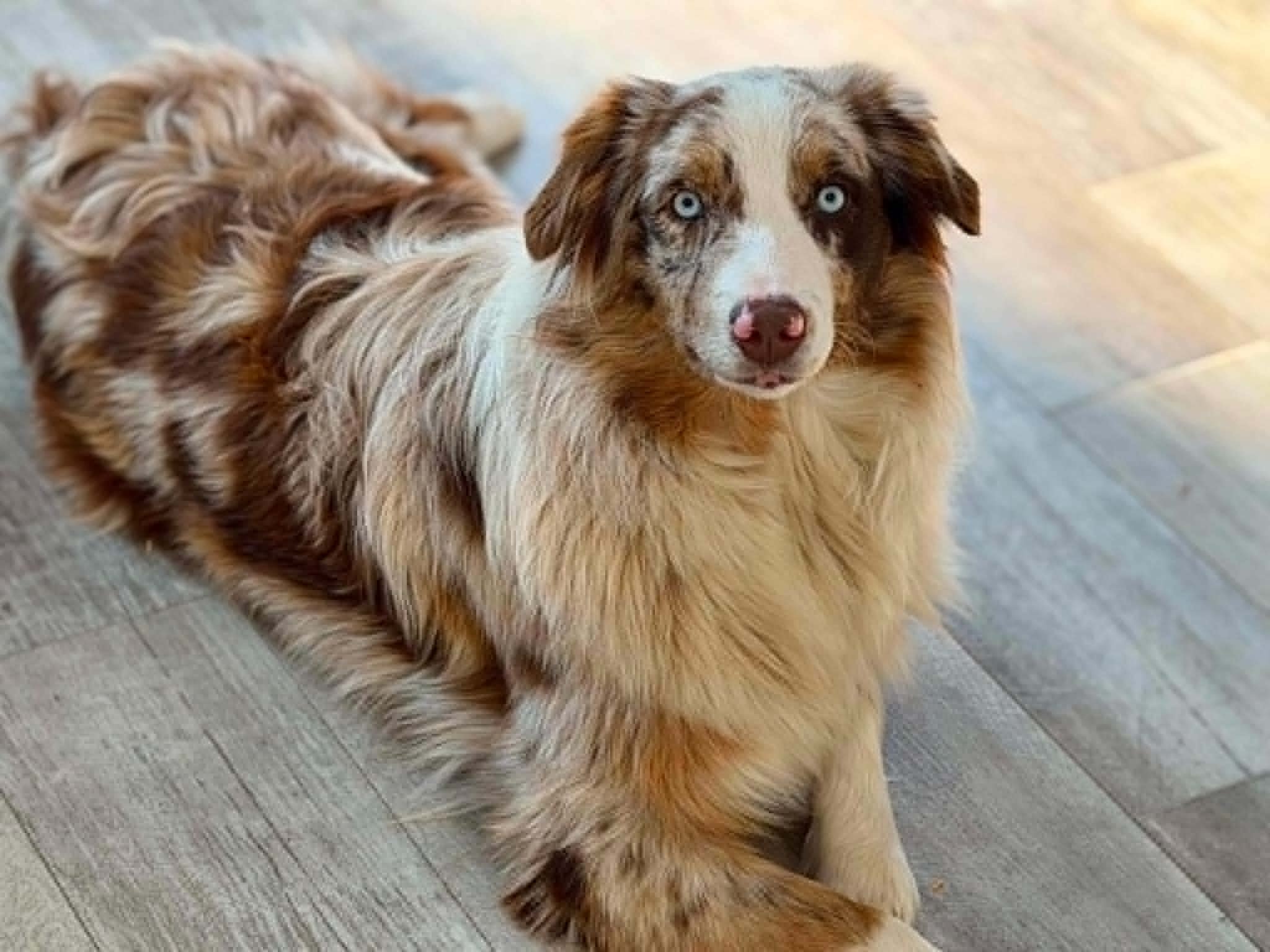 Reeses — Australian Shepherd