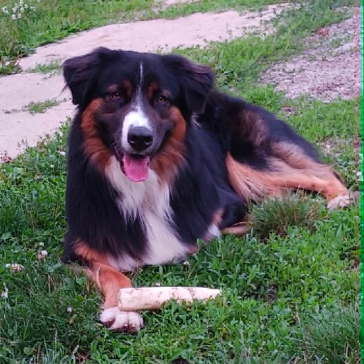 Chewey — australian shepherd